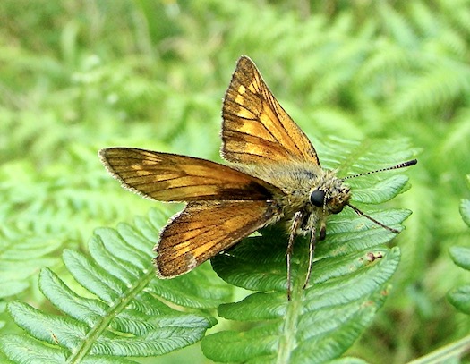 large skipper